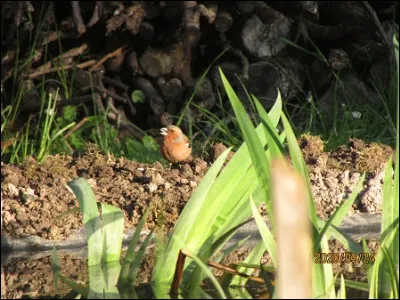 Quelle est cette espèce ?
Mâle ou femelle ?