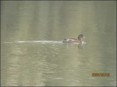 Quelle est cette espèce ?
Mâle ou femelle ?