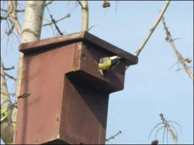 Quelle est cette espèce ?
Mâle ou femelle ?