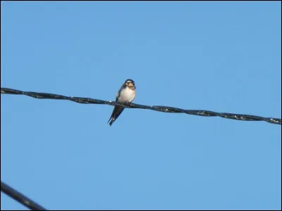 Quelle est cette espèce ?
Quel âge a l'oiseau ?