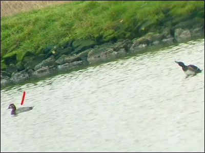 Quelle est cette espèce ?
Mâle ou femelle ?