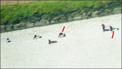 Quelle sont ces espèces ?
Mâle ou femelle ?