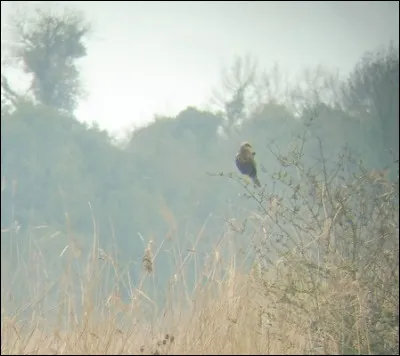 Quelle est cette espèce ?
Mâle ou femelle ?