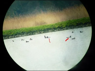Quelle sont ces espèces ?
Mâle ou femelle ?