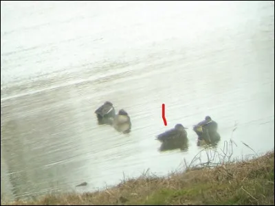 Quelle est cette espèce ?
Mâle ou femelle ?