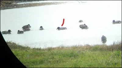 Quelle est cette espèce ?
Mâle ou femelle ?