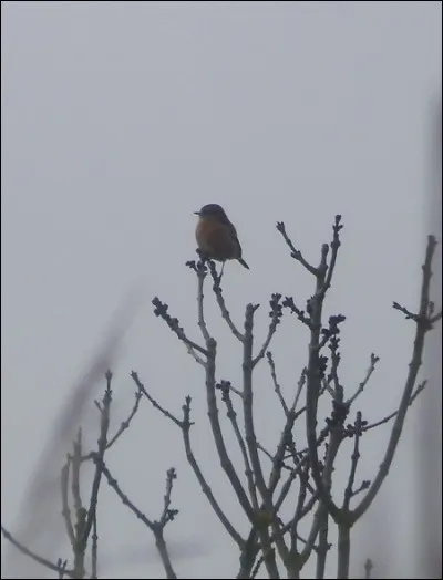 Quelle est cette espèce ?
Mâle ou femelle ?
