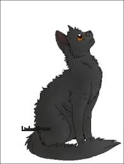 Je suis gris foncé, j'étais guerrière mais j'ai été forcée à devenir guérisseuse, mon ancien compagnon s'appelait
Étoile Grise.