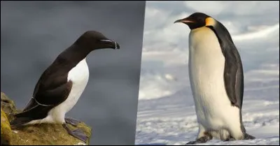 Les pingouins volent et non les manchots !