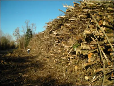 Quel est le nombre d'emplois directs induits par la filière bois-énergie en France ?