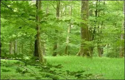 Qui est le premier lieutenant d'Étoile de Feu ?