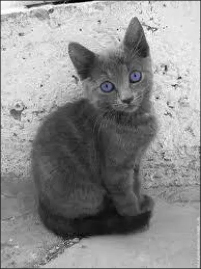 Quelle est cette chatte gris-bleu ?
