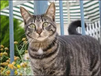 Quel est ce grand et cruel matou brun tigr&eacute; ?