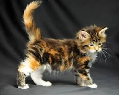 Quelle est cette jolie et jeune chatte &eacute;caille ?