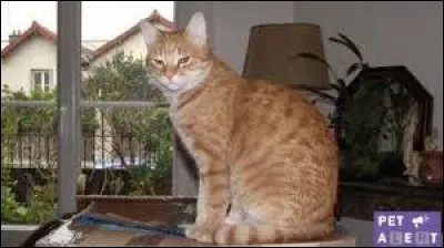 Quelle est cette chatte rousse, claire et rebelle ?