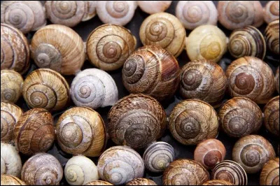 Que collectionne un puxisdipht&eacute;rophile ?