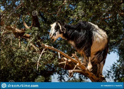 Quel fromage de chèvre est originaire des Cévennes ?