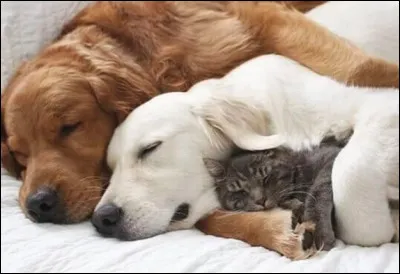 Que ferais-tu pour eux ?