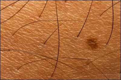 À quoi servent les poils?