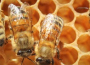Quiz Quiz de l'apiculteur polynésien