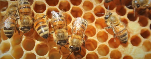 Quiz de l'apiculteur polynésien