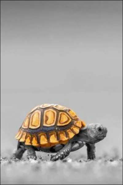 Dans une fable de La Fontaine, avec qui la tortue s'envole-t-elle ?