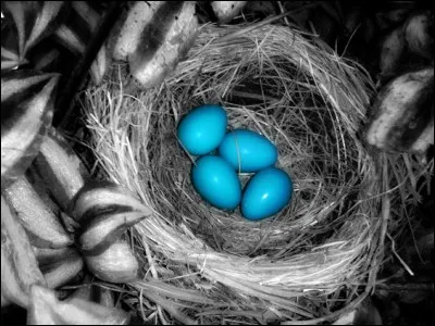 Qui a réalisé le film "Vol au-dessus d'un nid de coucou" ?