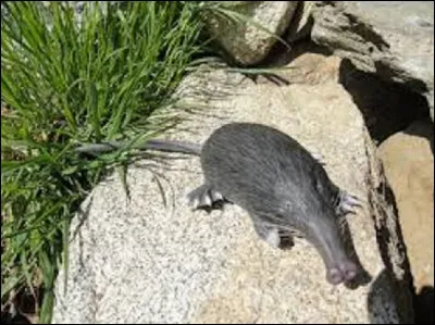 Quel est l'autre nom du Desman des Pyrénées ?