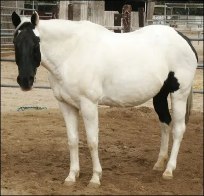 Comment se nomme cette robe ?