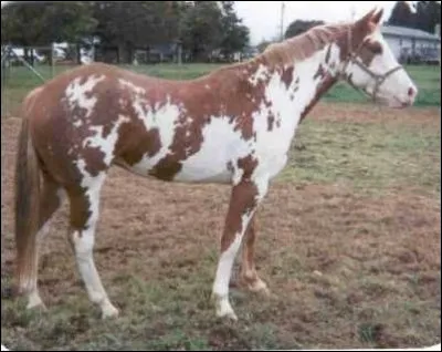 Quelle est cette robe ?