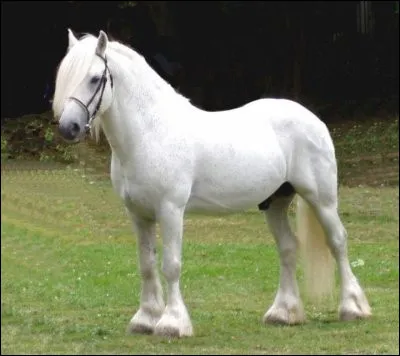 Le cheval blanc...