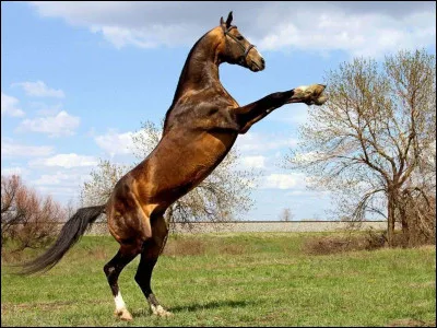 Que fait le cheval sur l'image ?