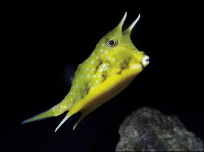 Quel animal aimes-tu le moins ?