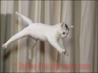 Ton chat t'a griff&eacute;, quelle est ta r&eacute;action ?