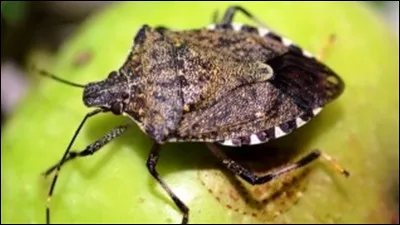 Une punaise te saute dessus, que fais-tu ?