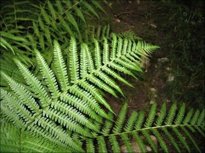 Laquelle de ces plantes n'a ni fleurs, ni graines ?