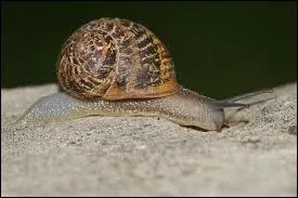 L'escargot possde seulement 7 neurones mais cet animal hermaphrodite possde galement 14 000 minuscules dents.