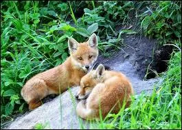 Les terriers des renards peuvent atteindre 3  4 mtres de profondeur dans la terre.