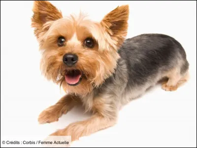 Identifiez la bonne race de ce chien.