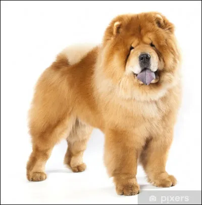 Quelle est cette race de chien ?