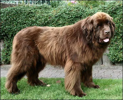 Quel est ce gros chien ?