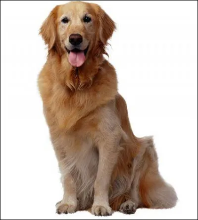 Comment s'appelle ce chien ?