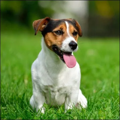 Retrouvez la race de ce toutou.