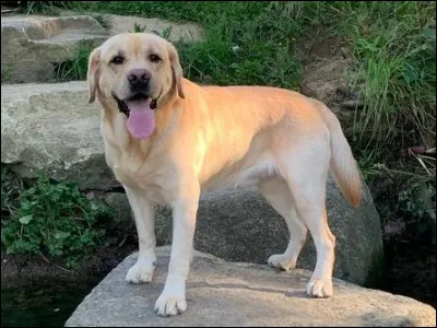 Cochez le bon chien.