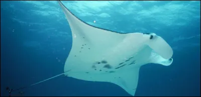 Quelle note de musique est homophone avec ce poisson ?