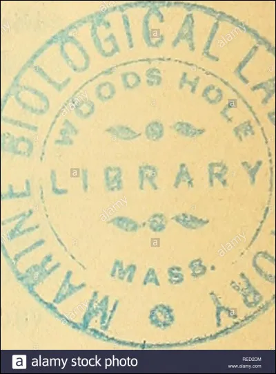 Qu'est-ce qu'un picodon ?