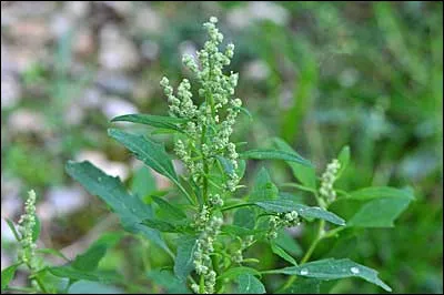 Beaucoup d'agriculteurs le détestent car il est du genre invasif, c'est pourtant un très bon légume sauvage !