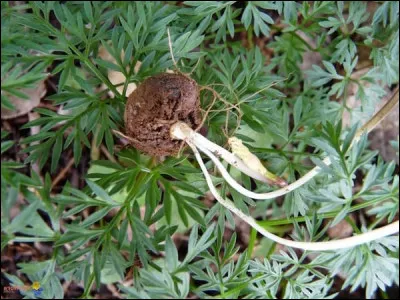 Cette plante fleurit de juin à août, mais c'est surtout son tubercule qui est recherché, on peut le consommer, cru ou cuit, à partir de septembre - octobre !