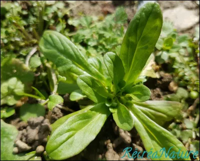 Cultivée, je l'adore, il ne me reste plus qu'à trouver la sauvage pour y goûter !