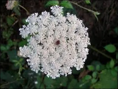 Cette plante va-t-elle vous rendre aimable ?